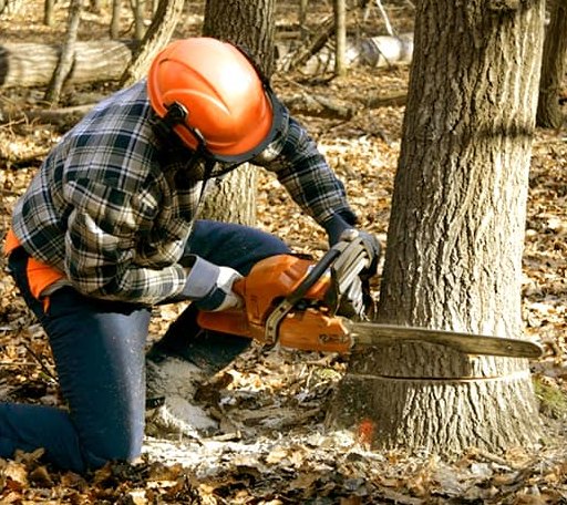 Tree Removal in Bridgeport, NJ